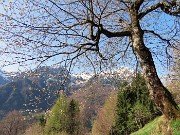 Spettacolo di fiori ai prati della Pigolotta di Valtorta-12apr24  - FOTOGALLERY